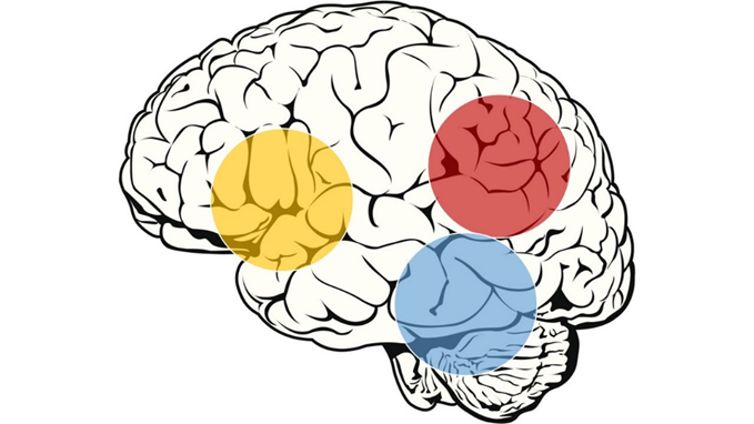  Slika 1: Anatomski deli možganske skorje leve hemisfere, ki so povezani z branjem. Rumena – inferio-frontalni del, rdeča – temporo-parietalni del, modra – okcipito-temporalni del.