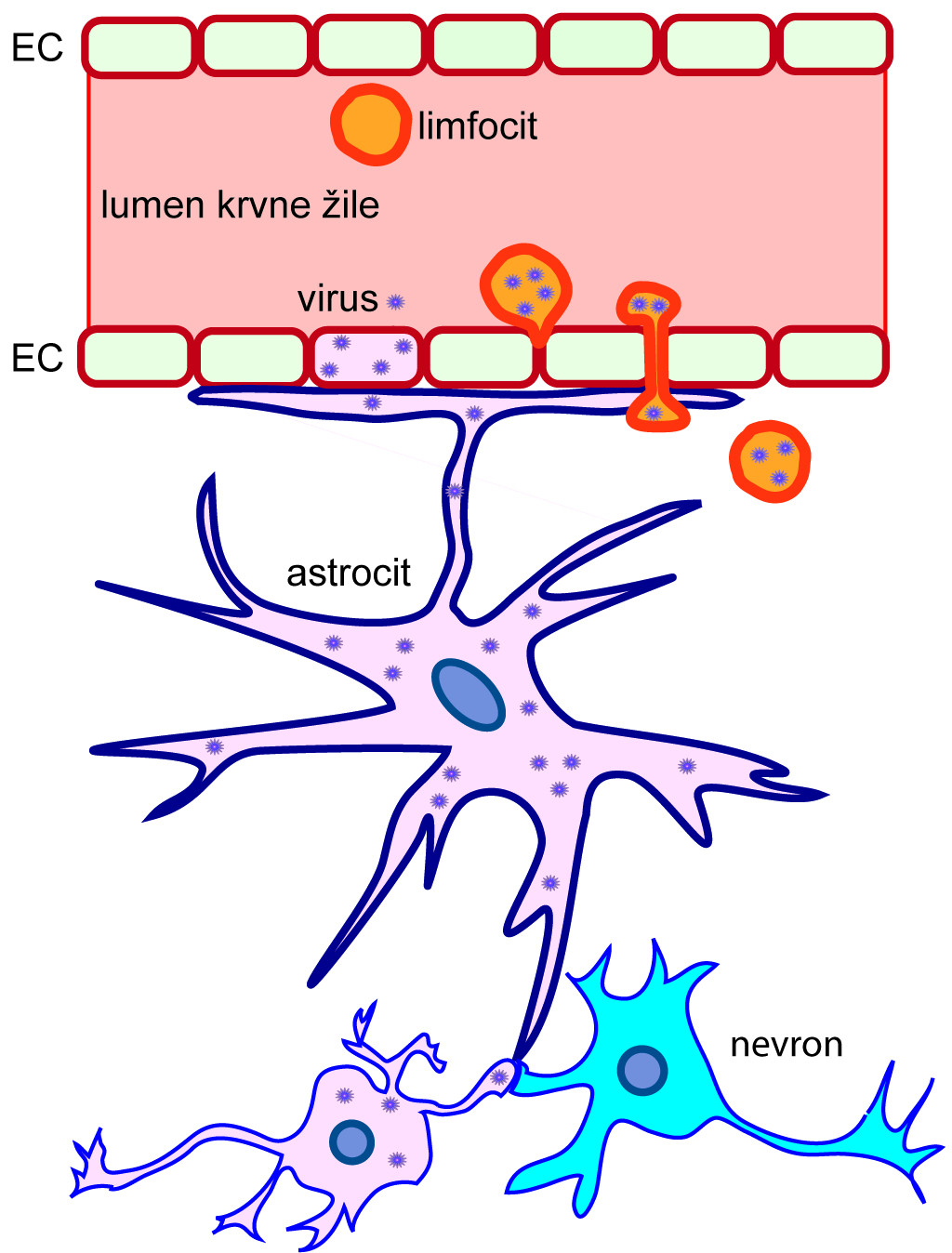 Slika 1. Virusi iz krvožilja lahko vstopijo v OŽS tako, da prečkajo KMP, ki jo gradijo endotelijske celice (EC). Izrastki astrocitov se tesno prilegajo kapilaram in so ene izmed prvih celic, ki jih virusi okužijo v OŽS, sledi okužba nevronov.
