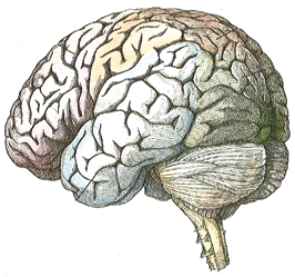 Teden Možganov: Dejstva o možganih