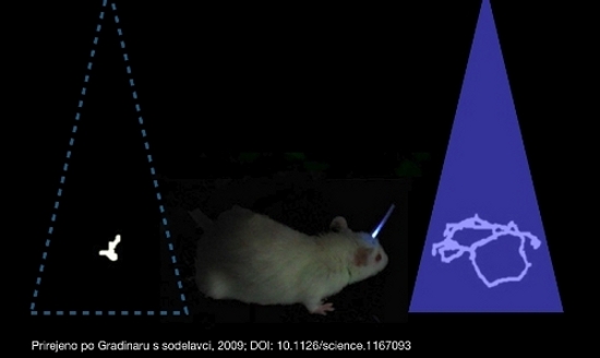 Slika 1: Svetloba vzdraži nevrone petega sloja podganje primarne motorične skorje, ki izražajo svetlobno-občutljiv opsinski ionski kanalček, kar vpliva na nevrone subtalamičnega jedra in izzove izboljšanje motorične funkcije: parkinsonska podgana med testom spontanega gibanja ob stimulaciji z lučjo opravi veliko daljšo in razgibano pot (bela sled v soju modre luči na desni strani slike) v primerjavi s kontrolnimi pogoji, ko je luč ugasnjena (bela sled na levi). Prirejeno po izvirni sliki dr. Viviane Gradinaru, z dovoljenjem avtorice.