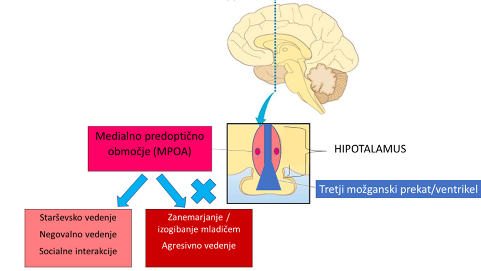 Slika 2: Prikaz ključnega možganskega področja, ki vpliva na starševsko vedenje.