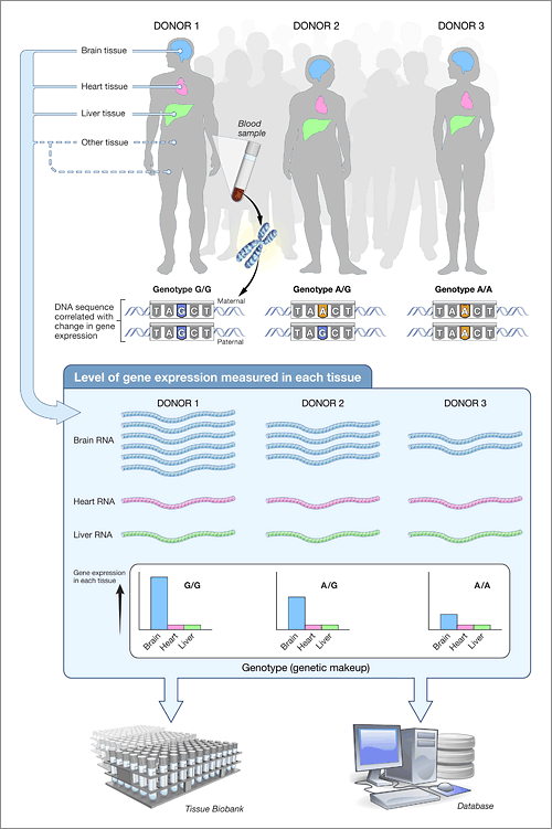Slika 2: Shematsko prikazan postopek dela v [Projektu GTEx](https://www.genome.gov/Funded-Programs-Projects/Genotype-Tissue-Expression-Project).