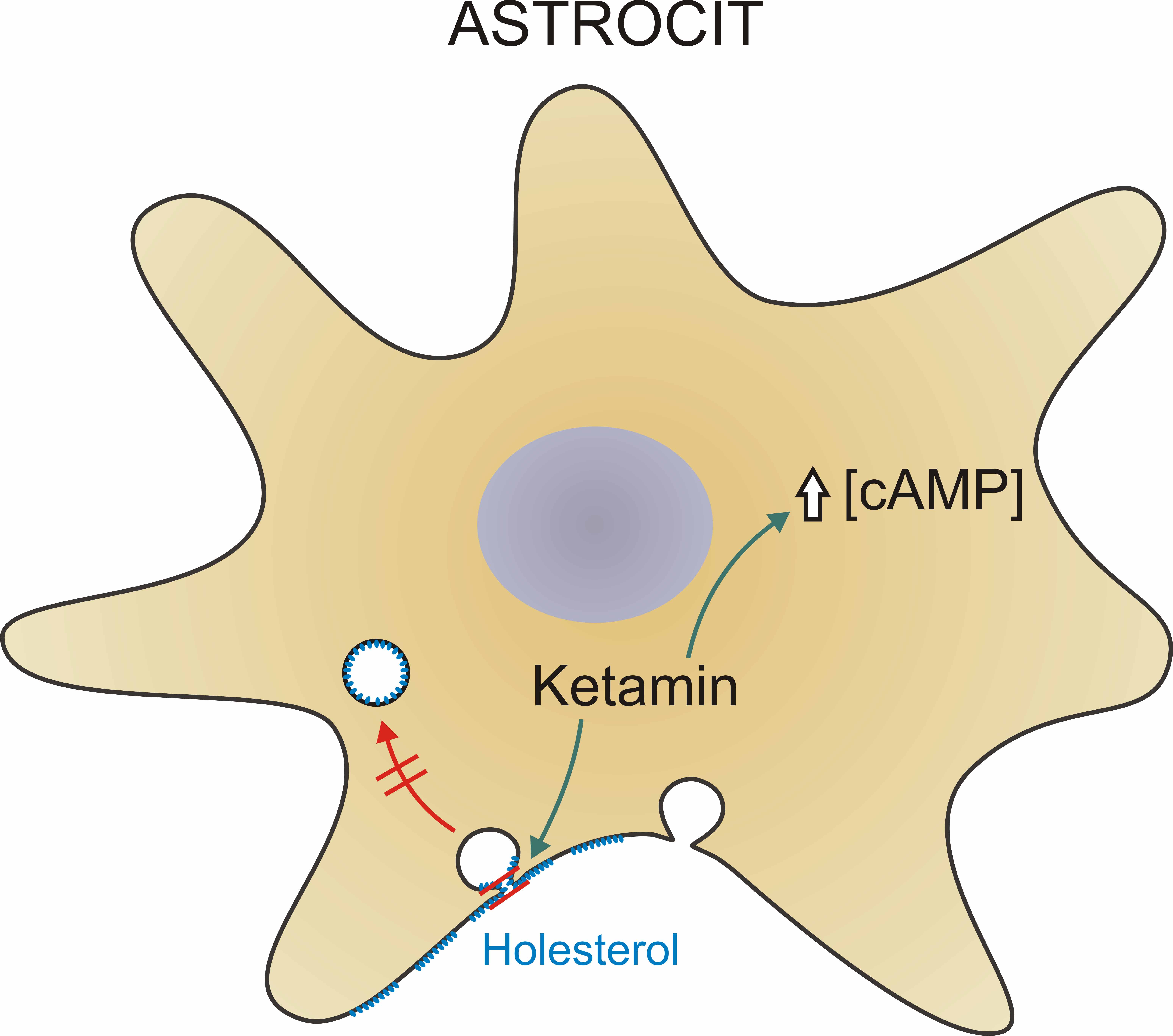  Slika 1. Ketamin izzove povečanje (zelena puščica) znotrajcelične koncentracije sekundarnega prenašalca cAMP ([cAMP]) v astrocitih in stabilizira ozko fuzijsko poro zlitih mešičkov, ki preprečuje (rdeča puščica in dvojna črta) endocitotsko odcepitev od plazmaleme in njihov prehod v citosol. Ketamin hkrati izzove povečanje števila s holesterolom obogatenih območij (zelena puščica) na površini astrocitov, ki omogočijo povečan pretok holesterola k nevronom, kjer igra ključno vlogo pri oblikovanju in ohranjanju sinaps.